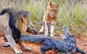 نبرد نابرابر! ضیافت وحشیانه شیرها با طعم تمساح | فیلم