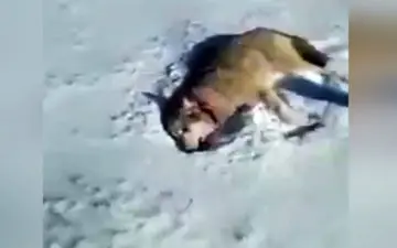 وقتی گرگ زخمی به شکارچیان رکب می‌زند + فیلم