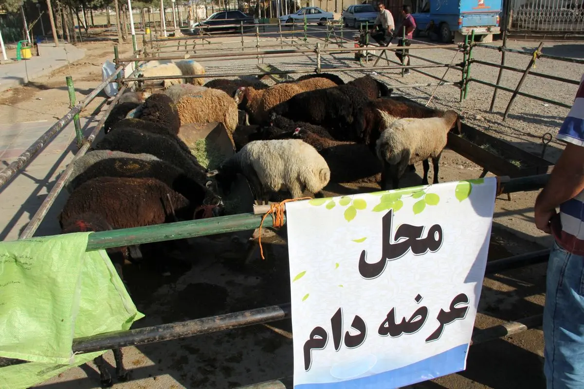 اعلام ۱۰ جایگاه عرضه دام برای عید قربان توسط شهرداری کرمانشاه