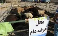 اعلام ۱۰ جایگاه عرضه دام برای عید قربان توسط شهرداری کرمانشاه