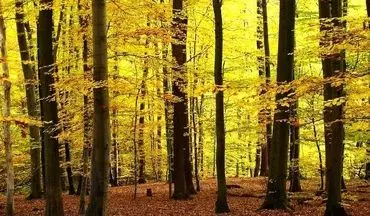  جنگل راش، ثروتی پنهان در طبیعت سوادکوه