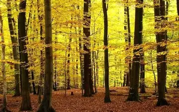  جنگل راش، ثروتی پنهان در طبیعت سوادکوه