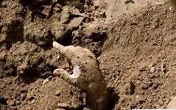 ماجرای زنی که شوهرش را زنده به گور کرد