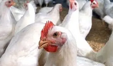 کشف بیش از 3500 قطعه مرغ زنده قاچاق در "ایرانشهر"