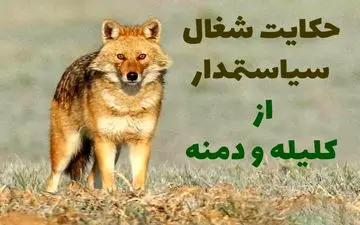 حکایت خواندنی و آموزنده شغال سیاستمدار از کتاب کلیله و دمنه
