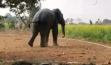 نجات جالب یک فیل از چاه با استفاده از آب + فیلم