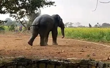 نجات جالب یک فیل از چاه با استفاده از آب + فیلم