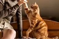 حضور ساده، تأثیری عمیق: حیوانات خانگی چگونه به سلامت روان ما کمک می‌کنند؟