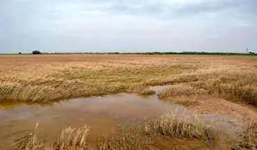 360میلیارد ریال غرامت به کشاورزان سیل زده خوزستانی پرداخت شد