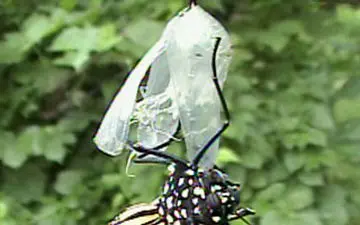 پروانه‌ای که با لباس نظامی آفریده شد +فیلم 