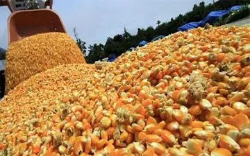 50 هزار تن ذرت وارداتی در کرمانشاه کشف شد