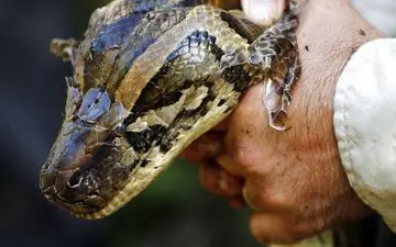  مار پیتون زنی را در اندونزی بلعید