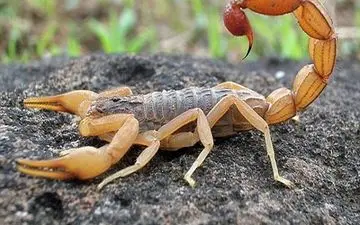 عقرب جان کودک 2.5 ساله را گرفت