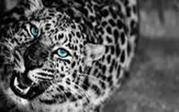 فرار پلنگ به بالای درخت از ترس چند سگ‌ وحشی 