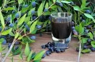 خواص گیاه مورد از نظر طب سنتی؛ آنچه که کمتر شنیده اید/ میزان و روش مصرف مورد