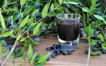 خواص گیاه مورد از نظر طب سنتی؛ آنچه که کمتر شنیده اید/ میزان و روش مصرف مورد