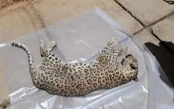 کشف لاشه پلنگ در میان زباله‌ها+ عکس