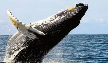 پیدا شدن نهنگ گوژپشت ۱۱ متری در سواحل برزیل + فیلم 