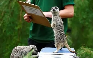 لحظه دیدنی وزن کشی حیوانات در باغ وحش