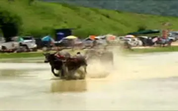 قدردانی از بوفالوها در تایلند!