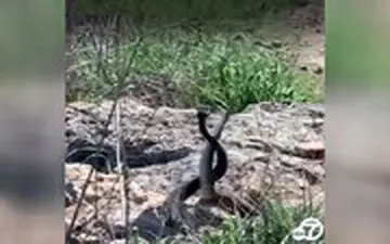 جنگ دو مار نر در پارک جنگلی کالیفرنیا