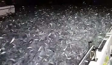 واکنش دیدنی هزاران ماهی برای فرار از شکارچی +فیلم 