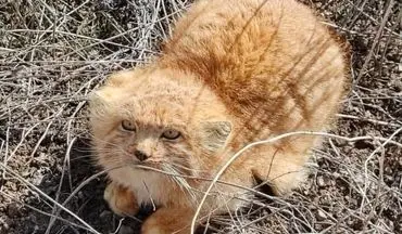 
گربه پالاس در کوهستان شیرکوه مشاهده شد

