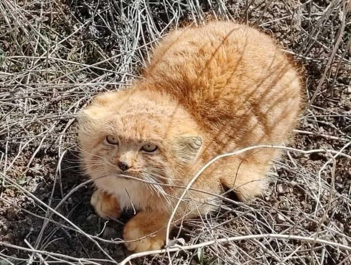 
گربه پالاس در کوهستان شیرکوه مشاهده شد
