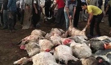 تلف شدن ۱۰۵ رأس گوسفند در اثر برخورد صاعقه