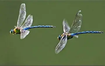 ایلام در محاصره سنجاقک‌ها + عکس