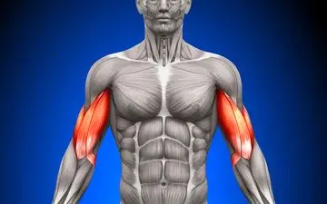 پروتئین‌های ارزان قیمت برای عضله‌سازی

