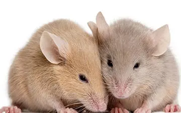 ایستگاه اتوبوس موش‌ها در شهر رم