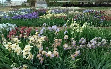 جشنواره گل زنبق در محلات|فرصت این جشنواره گل زنبق را از دست ندهید