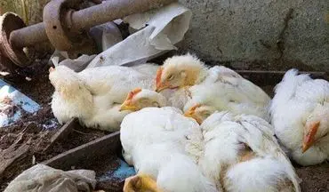 شیوع آنفولانزای مرغی در قطب جنوب: آیا این بحران به کشورهای دیگر سرایت خواهد کرد؟