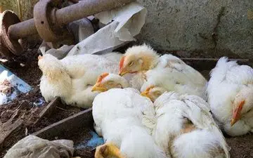 شیوع آنفولانزای مرغی در قطب جنوب: آیا این بحران به کشورهای دیگر سرایت خواهد کرد؟
