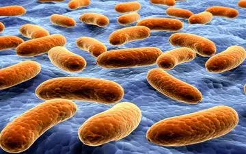 
درمانی قطعی برای عفونت معده