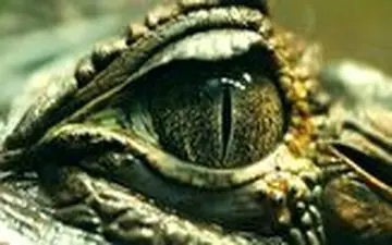 

 
سرعت خیره کننده یک تمساح در لحظه شکار 