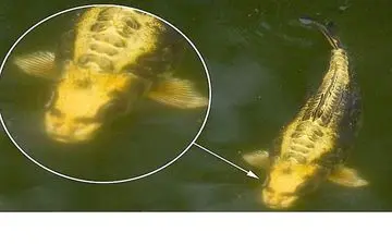 چهره وحشتناک ماهی انسان نما 