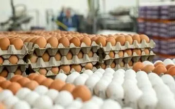 کاهش قیمت تخم مرغ به زیر نرخ مصوب