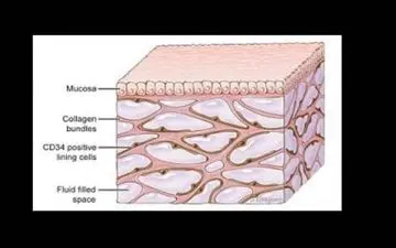 دانشمندان از کشف یک عضو جدید در بدن انسان خبر دادند