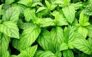 
نعناع فلفلی دشمنی برای میکروب‌ها