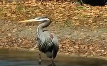 بلعیدن جوجه اردک توسط حواصیل به صورت زنده