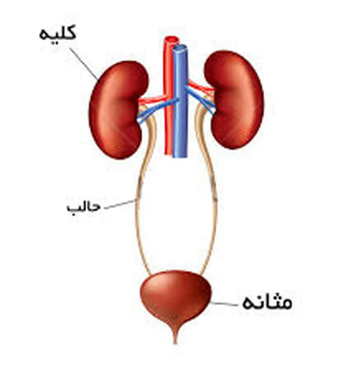 5 خوراکی مفید و 3 خوراکی مضر برای عفونت مثانه 