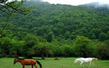 سفری رویایی در دل جنگلهای آمل|همه چیز درباره الیمستان و این جنگل و جاده ی زیبای آمل
