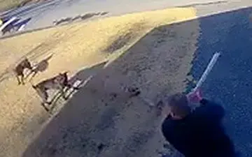 
حمله سگ‌های وحشی به یک شهروند آمریکایی + فیلم