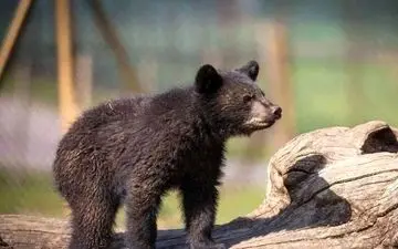 ماجرای جنجالی دزدیده شدن توله خرس در پارک پردیسان!