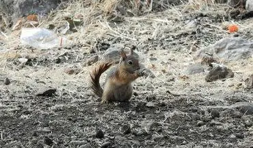 رهاسازی 2 بطانه سنجاب ایرانی در زیستگاه های طبیعی شهرستان دالاهو