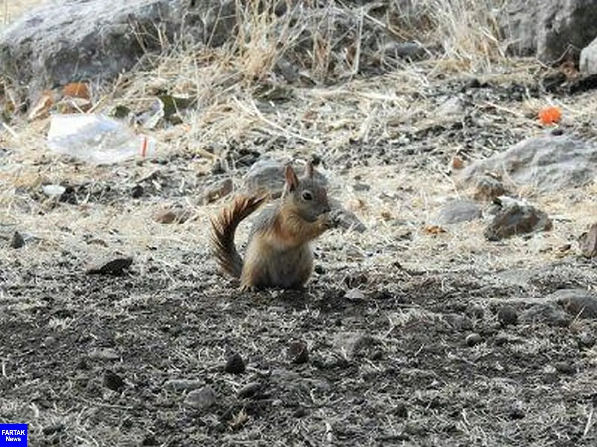 رهاسازی 2 بطانه سنجاب ایرانی در زیستگاه های طبیعی شهرستان دالاهو