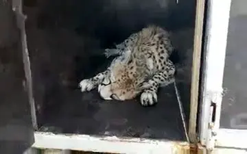 فیلمی از لحظه به هوش آمدن یوزپلنگ ایرانی در حال انتقال به پارک ملی توران 