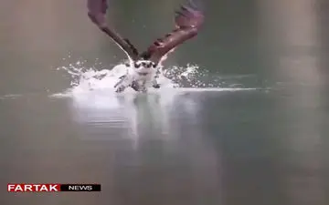 لحظه شکار دیدنی ماهی توسط عقاب + فیلم